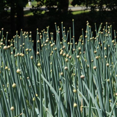 Allium pskemense