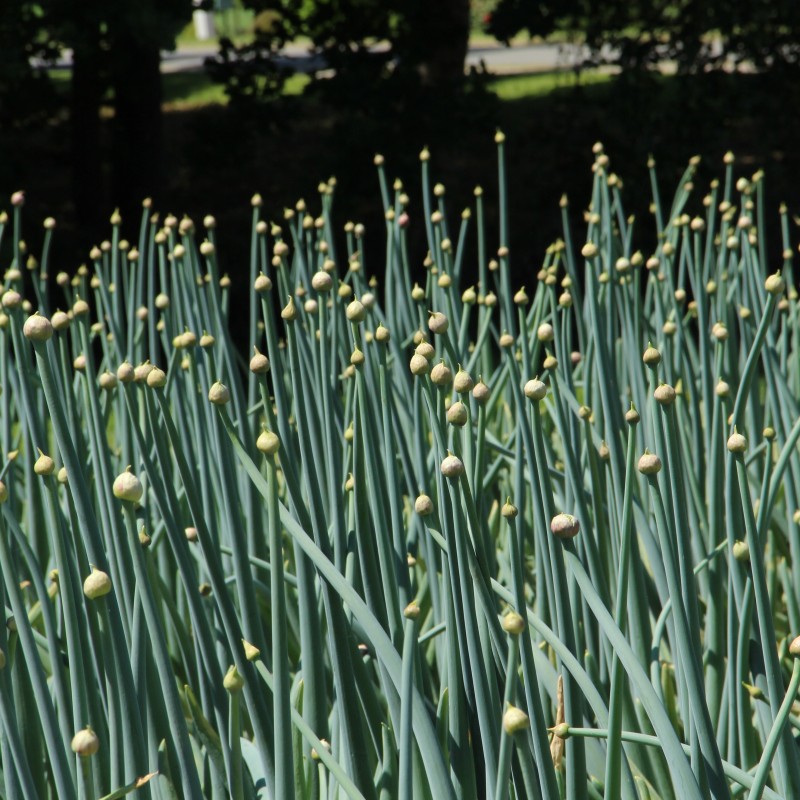 Allium pskemense