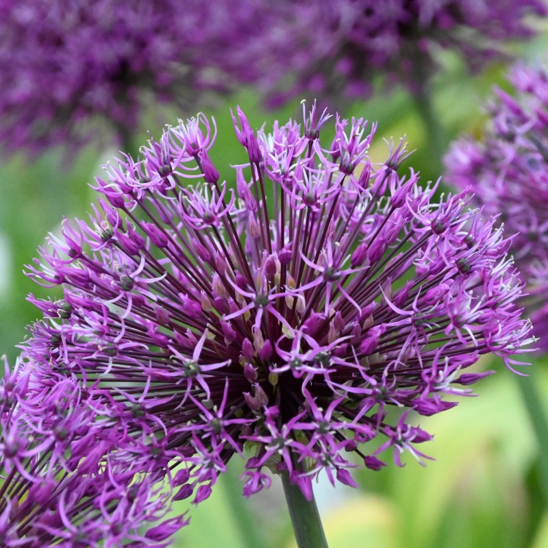 Allium rosenbachianum 'Early Emperor'