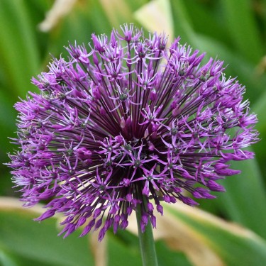 Allium rosenbachianum 'Early Emperor'