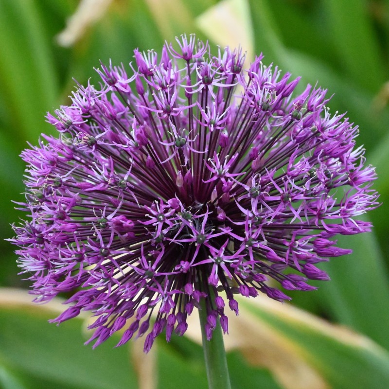 Allium rosenbachianum 'Early Emperor'