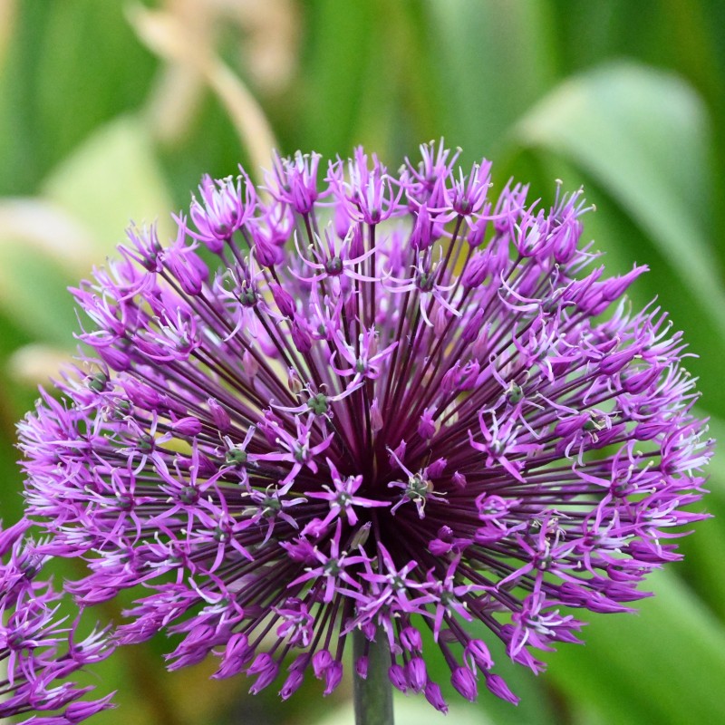 Allium rosenbachianum 'Early Emperor'
