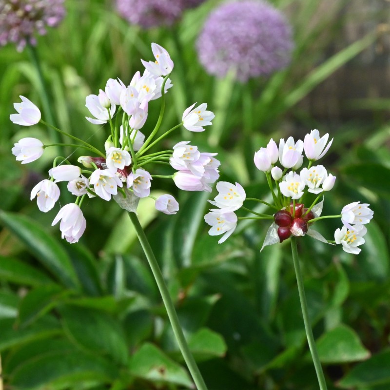 Allium roseum