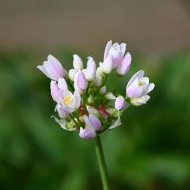 Allium roseum