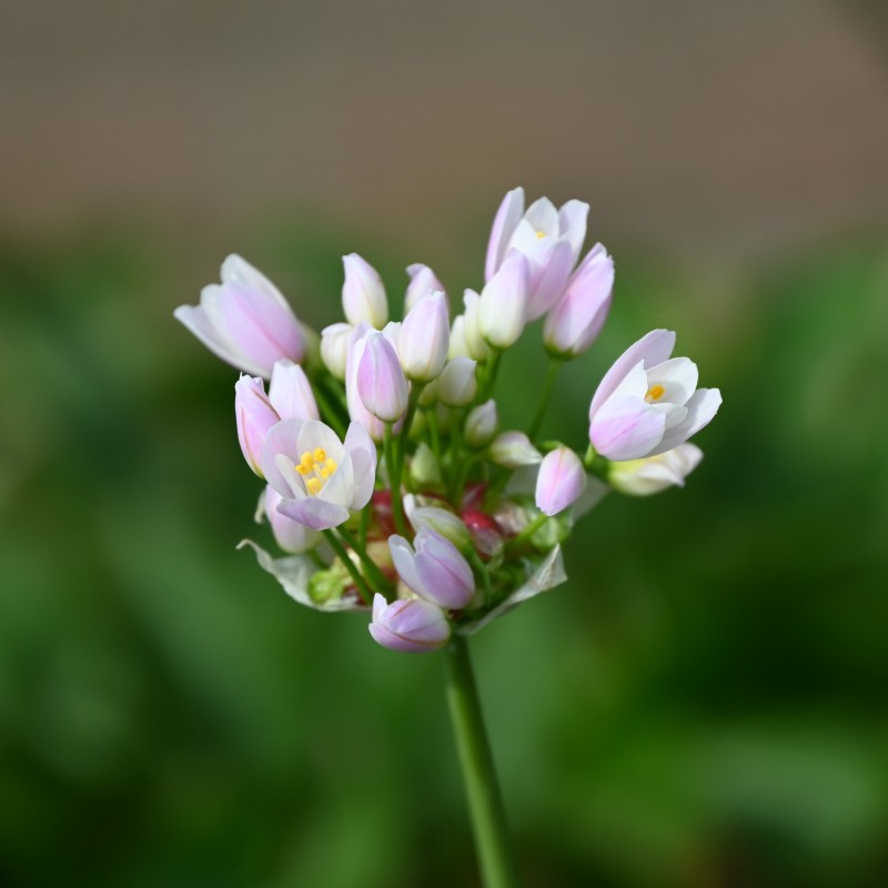Allium roseum