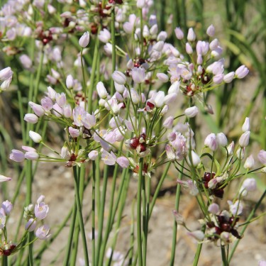 Allium roseum