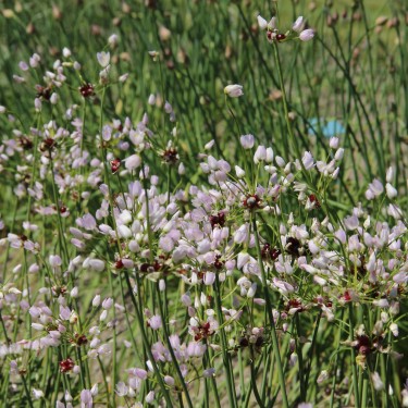 Allium roseum