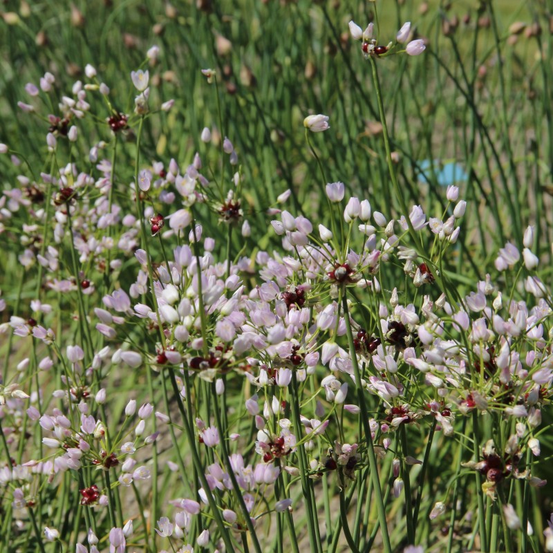Allium roseum