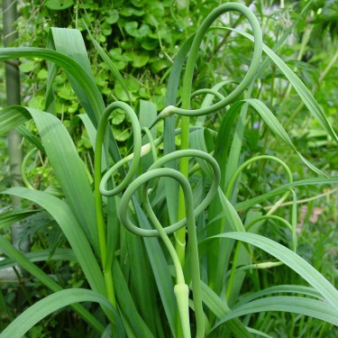 Allium sativum v. ophioscorodon
