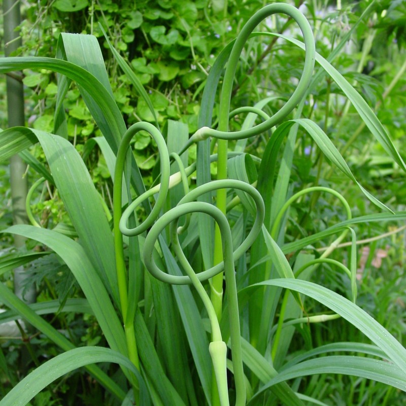 Allium sativum v. ophioscorodon