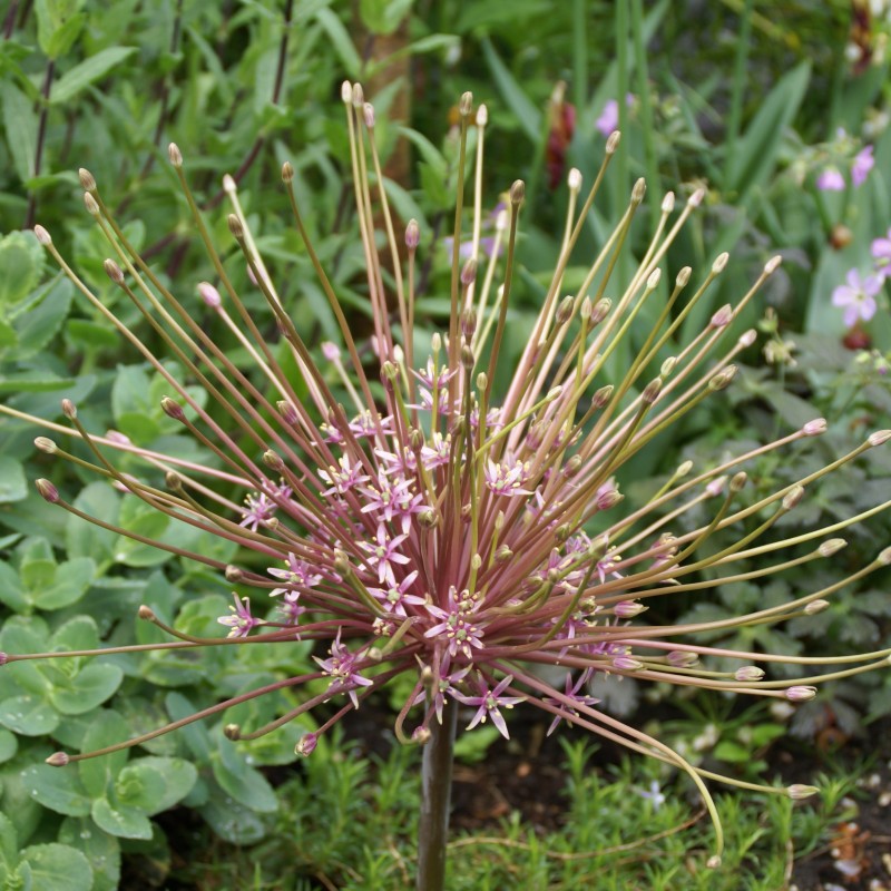 Allium schubertii
