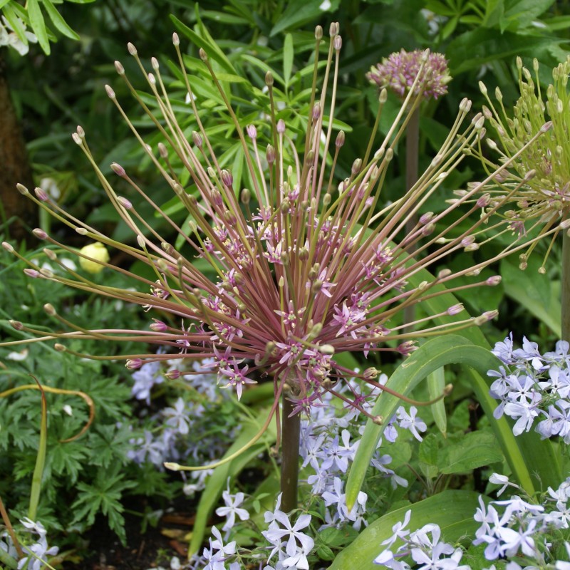 Allium schubertii