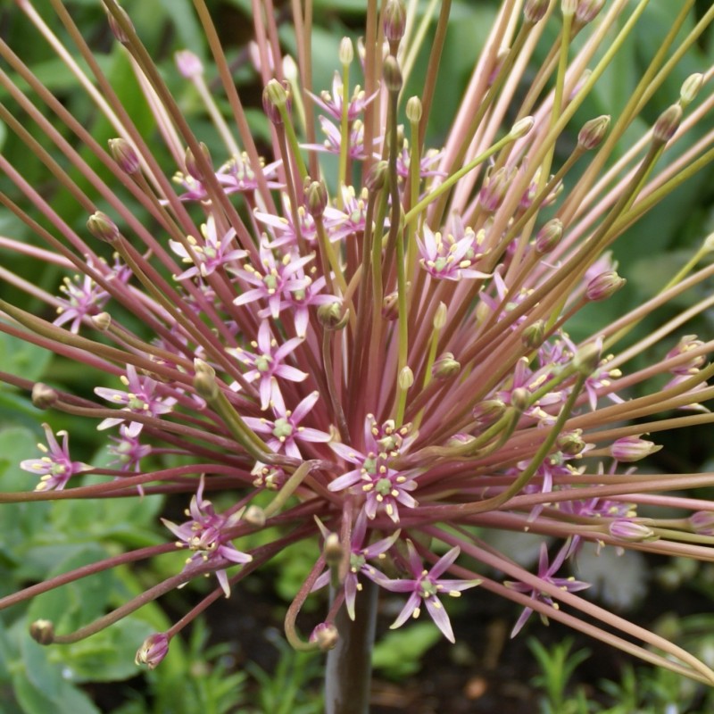 Allium schubertii