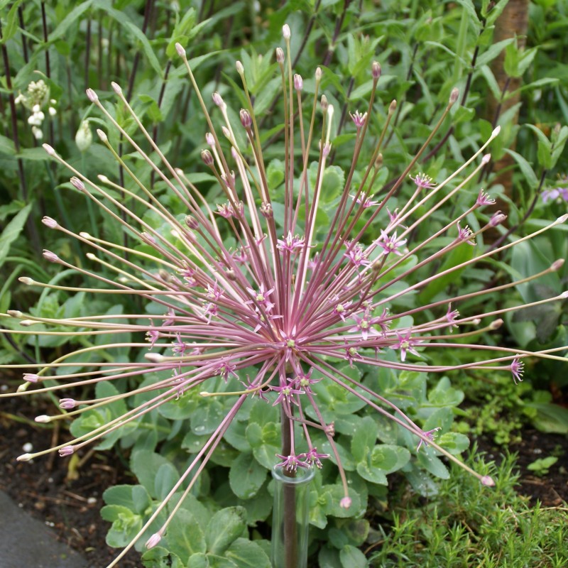 Allium schubertii