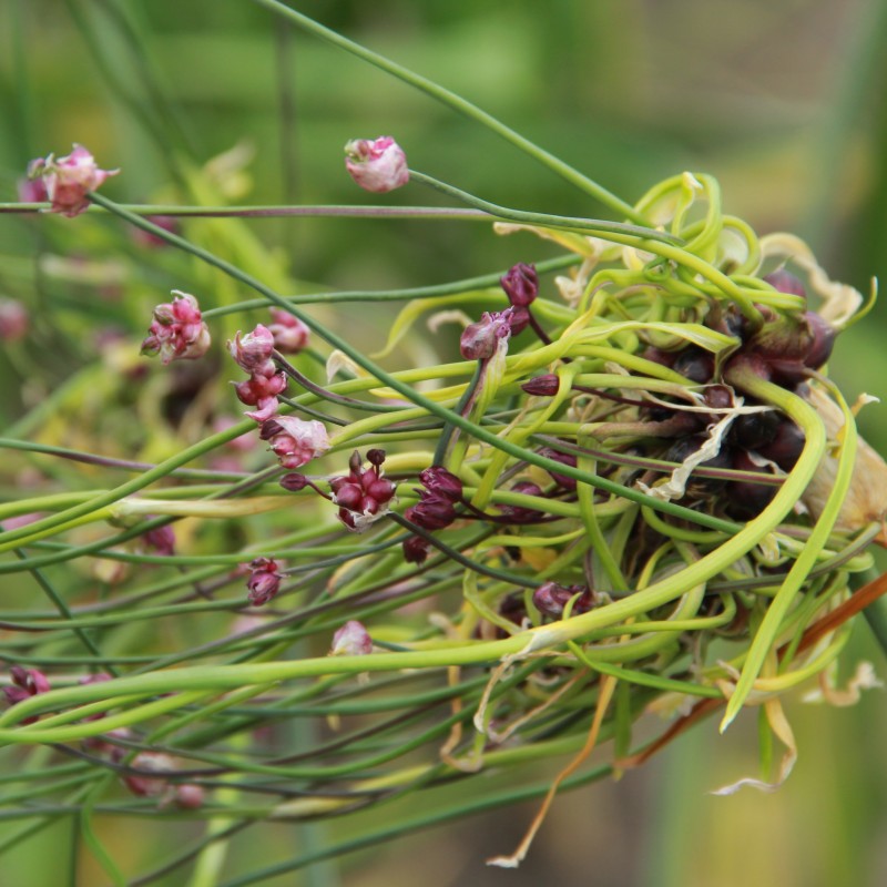 Allium scorodoprasum 'Art'