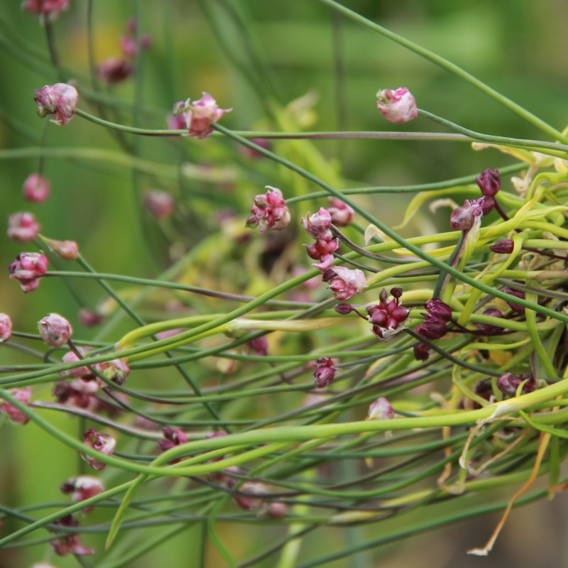 Allium scorodoprasum 'Art'