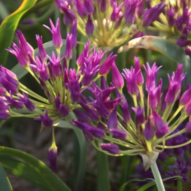 Allium falcifolium
