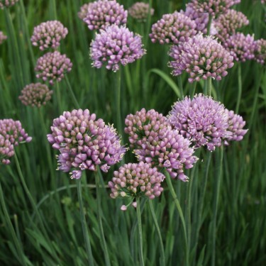 Allium senescens 'Lisa Blue' 