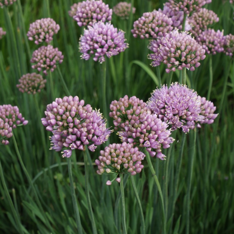 Allium senescens 'Lisa Blue' Allium senescens 'Lisa Blue'