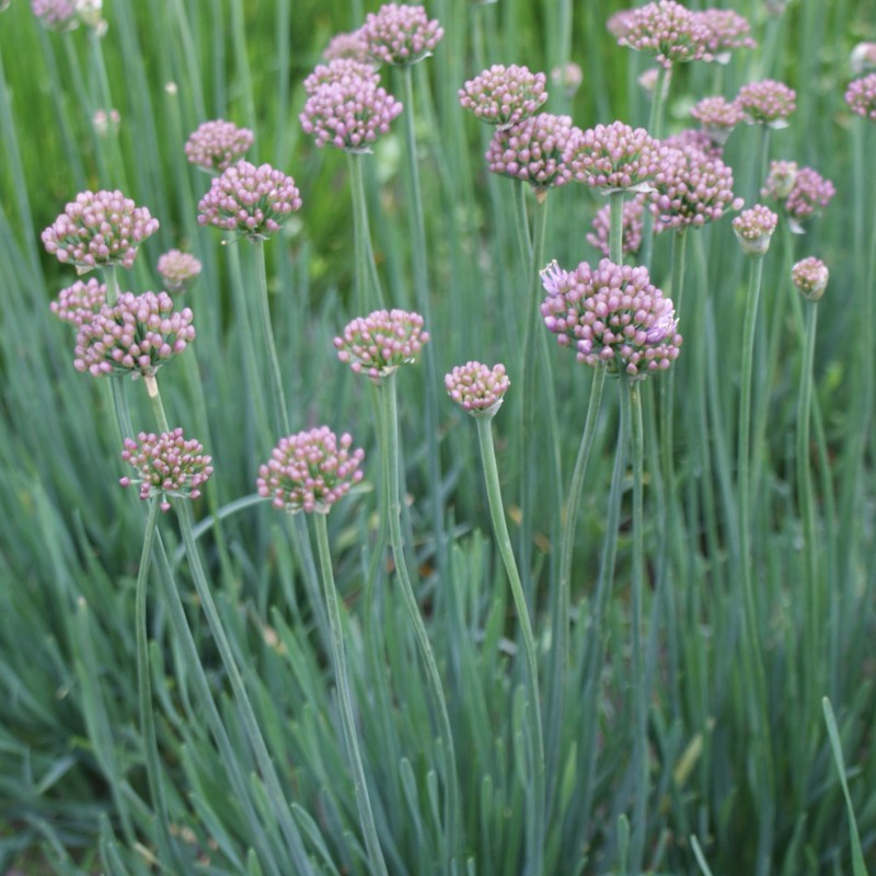 Allium senescens 'Lisa Blue' Allium senescens 'Lisa Blue'