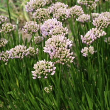Allium senescens 'Lisa Green' 