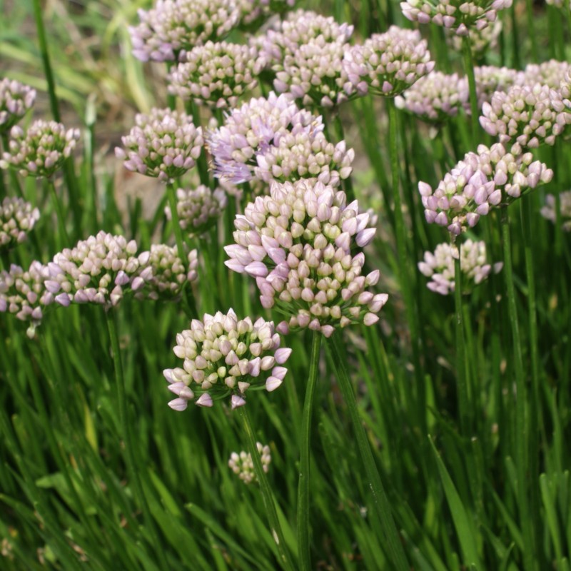 Allium senescens 'Lisa Green' Allium senescens 'Lisa Green'