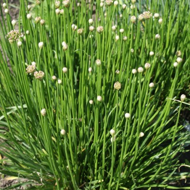 Allium senescens 'Lisa Green' Allium senescens 'Lisa Green'