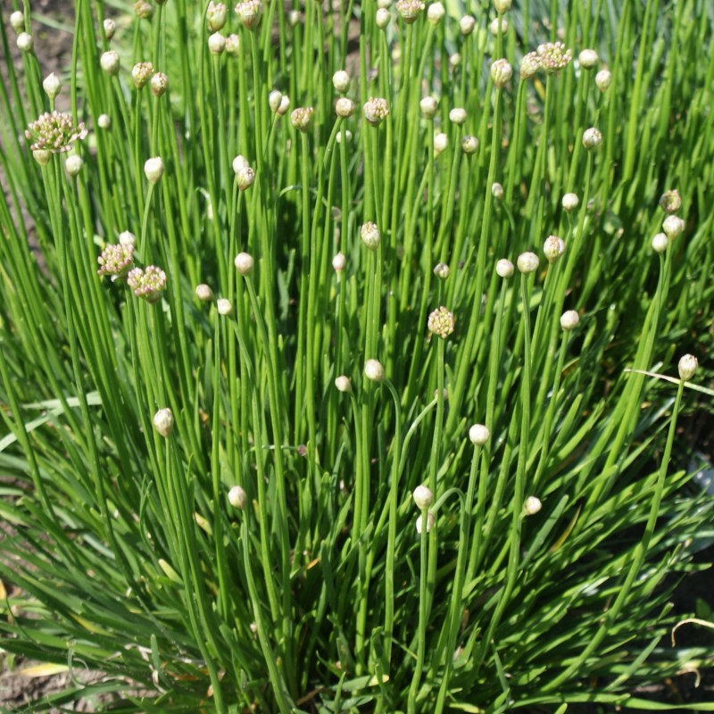 Allium senescens 'Lisa Green' Allium senescens 'Lisa Green'