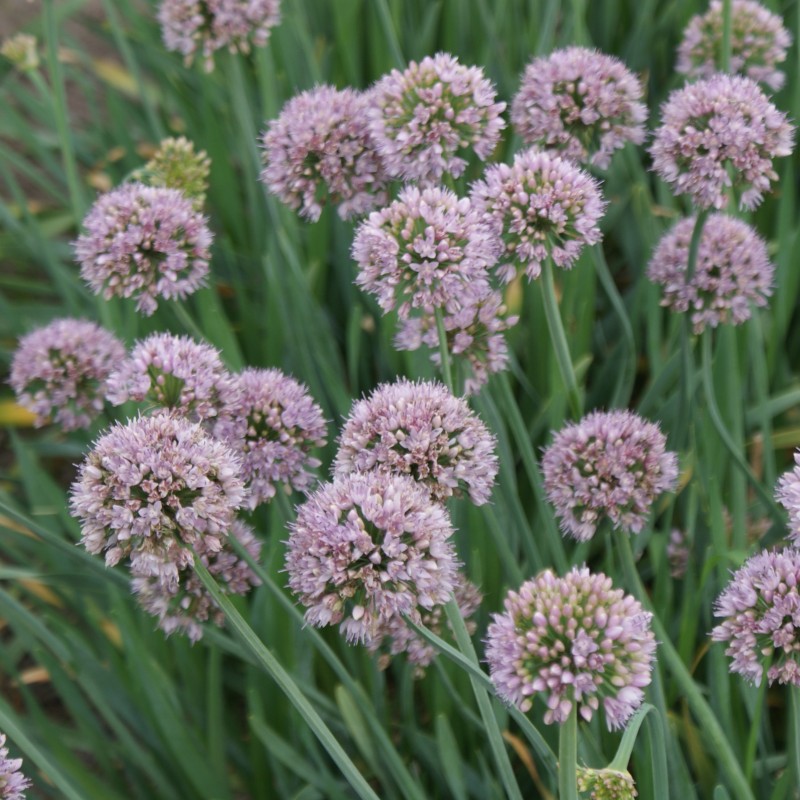 Allium senescens 'Meise' Allium senescens 'Meise'