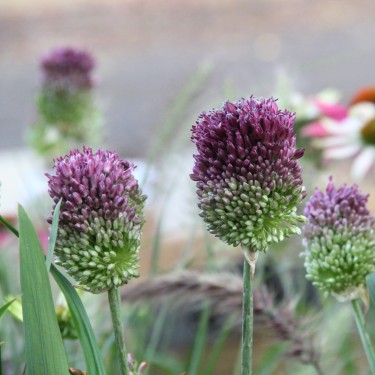 Allium sphaerocephalon