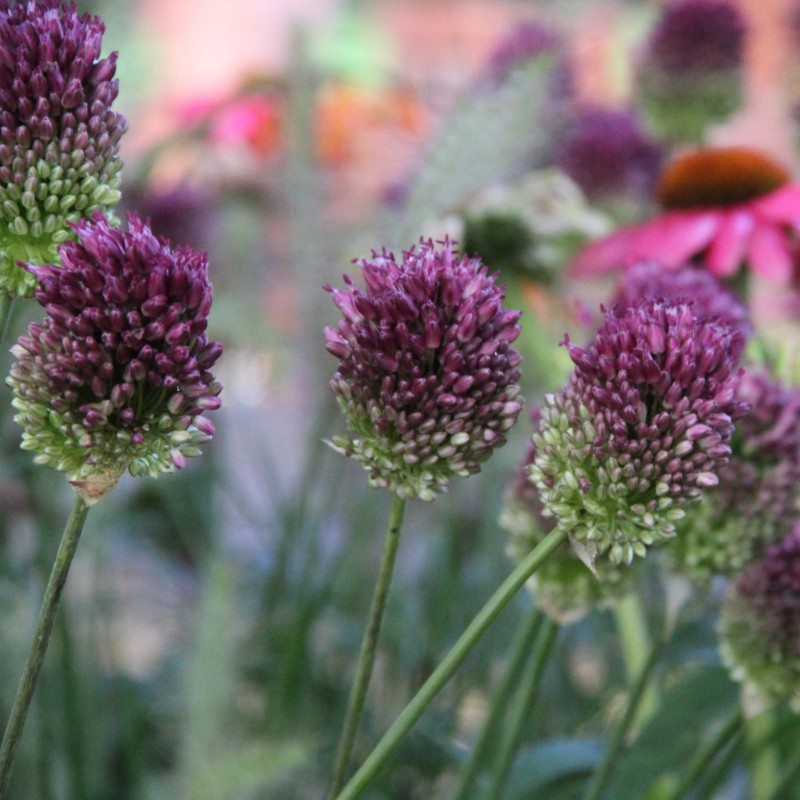 Allium sphaerocephalon