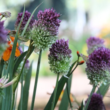 Allium sphaerocephalon
