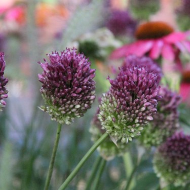 Allium sphaerocephalon