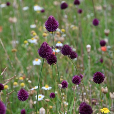 Allium sphaerocephalon