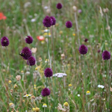 Allium sphaerocephalon