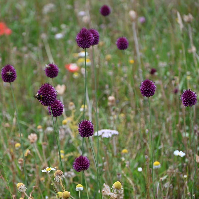 Allium sphaerocephalon