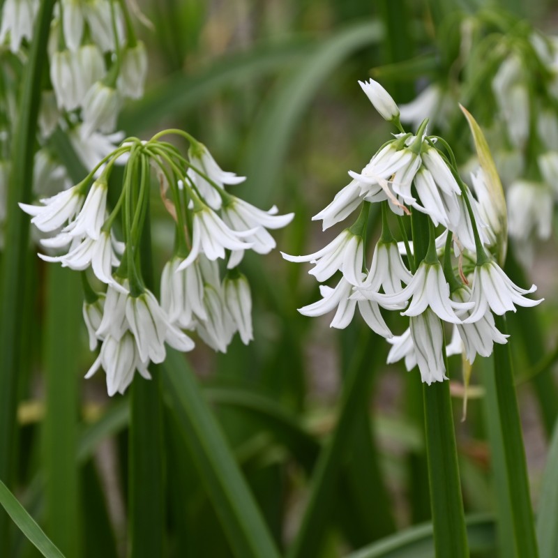 Allium triquetrum