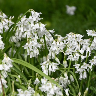Allium triquetrum
