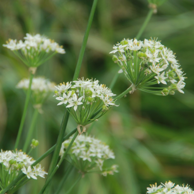 Allium tuberosum
