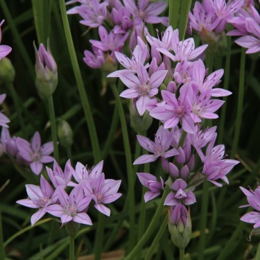 Allium unifolium