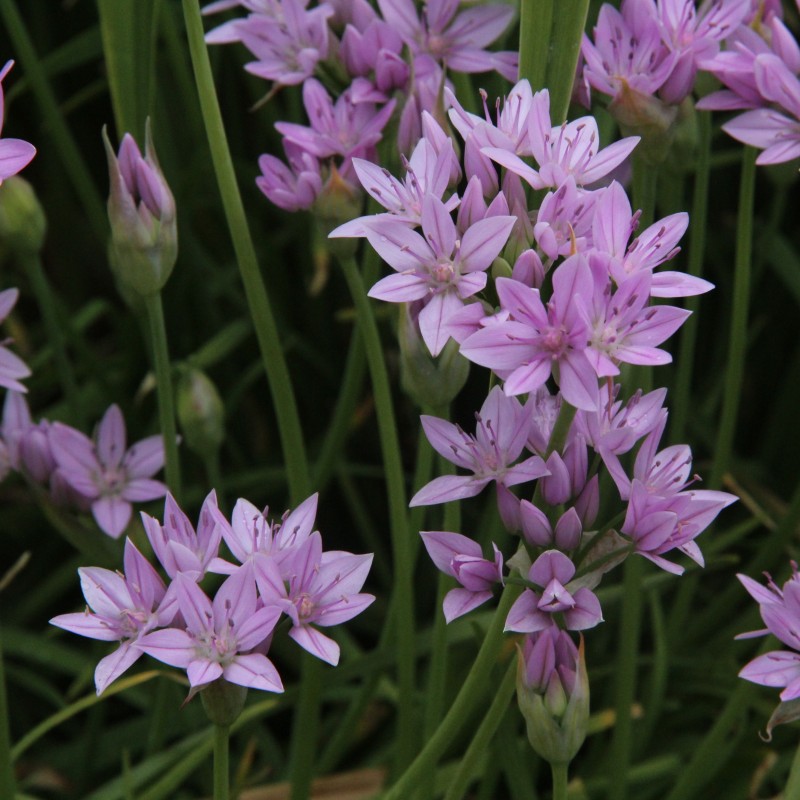 Allium unifolium