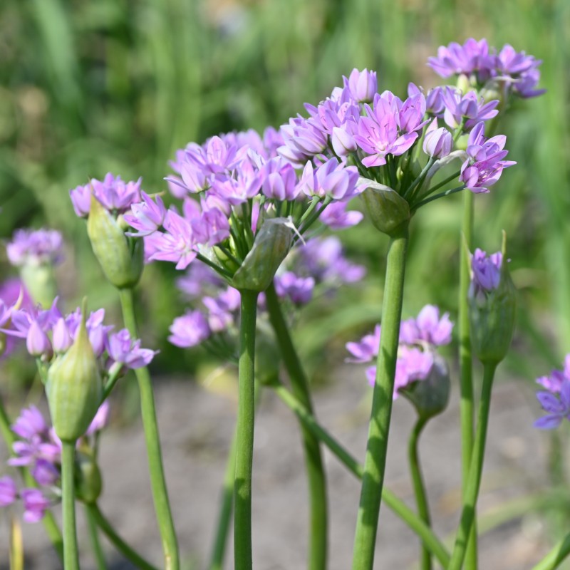Allium unifolium