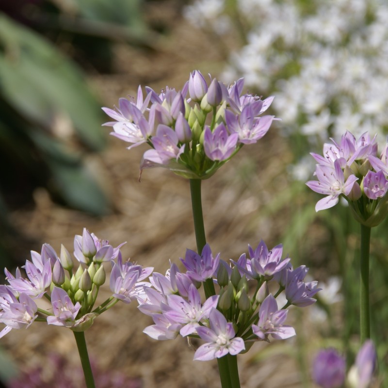Allium unifolium