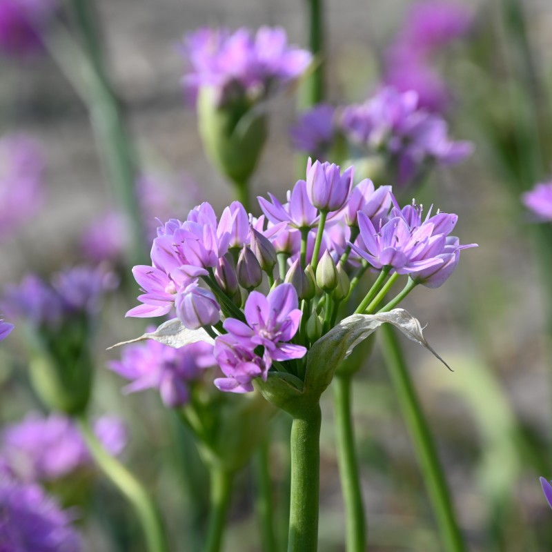 Allium unifolium