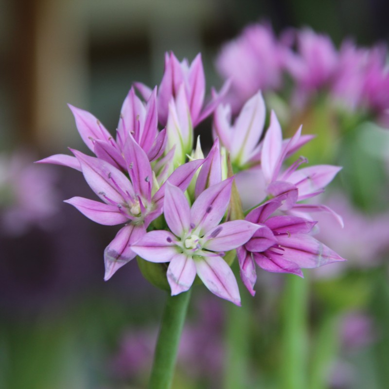 Allium unifolium 'Eros'