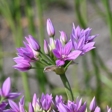 Allium unifolium 'Eros'