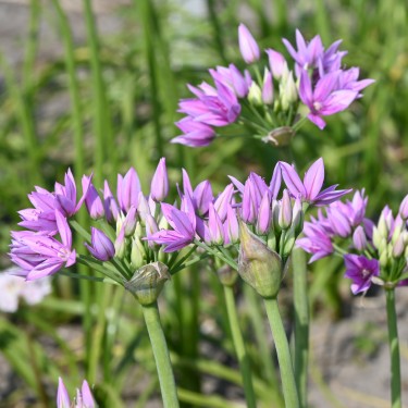 Allium unifolium 'Eros'