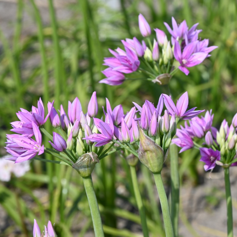 Allium unifolium 'Eros'