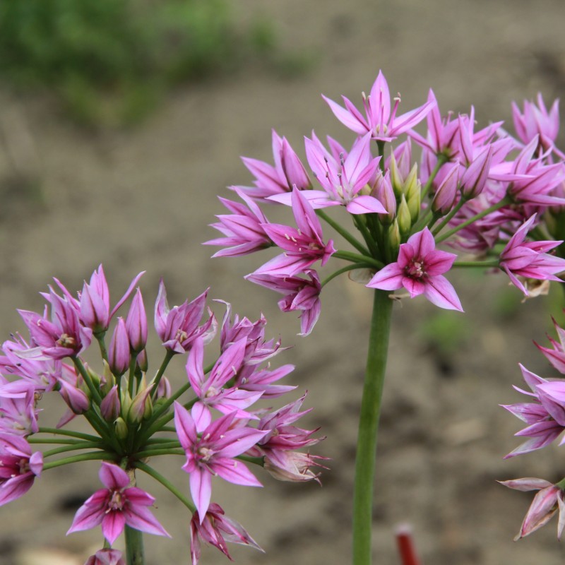 Allium unifolium 'Eros'