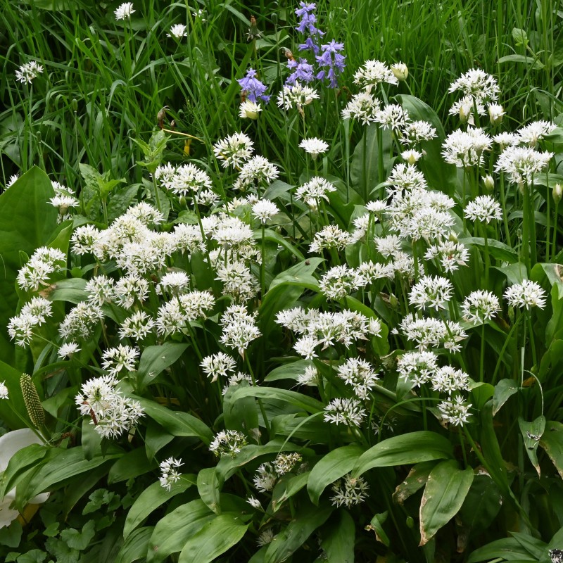 Allium ursinum subsp. ursinum